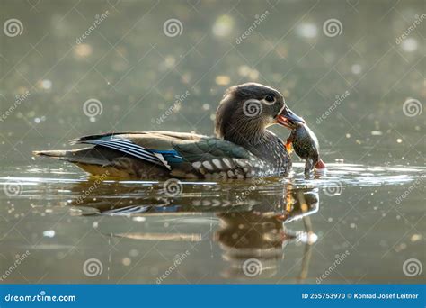 Image result for Toad Eating Duck