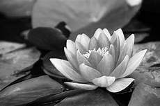 fiori in bianco e nero photo gratuite water noir et blanc 201 tang image fiori in bianco e nero photo gratuite water noir et blanc 201 tang image