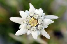 fiore edelweiss edelweiss flower stock photo image of background fiore edelweiss edelweiss flower stock photo image of background