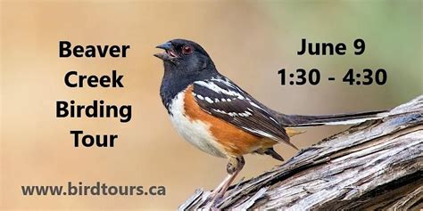 Beaver Creek Birding and Hiking Tour, Western Development Museum ...