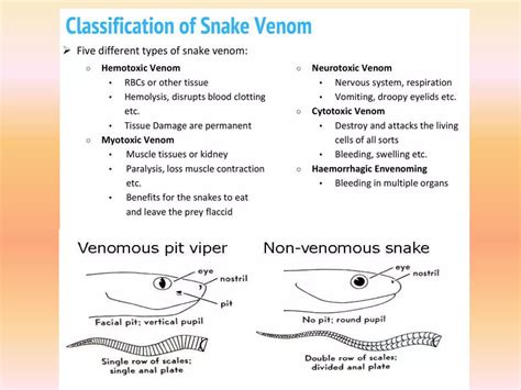 Snakes-poisonous & Non poisonous, venom ,biting mechanism | PPTX