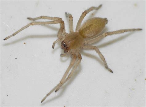 Spider Bite Guide – Know Your Spiders! | Prepper's Will