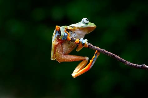 Image result for Tree Frog Fly