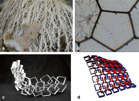 Image result for Biomimetics Examples