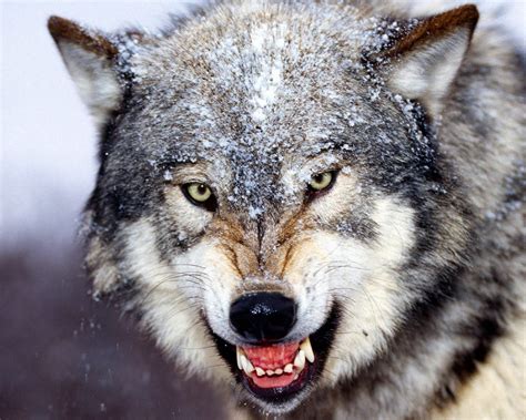 Wolf Pictures - Cool Images of Wolves