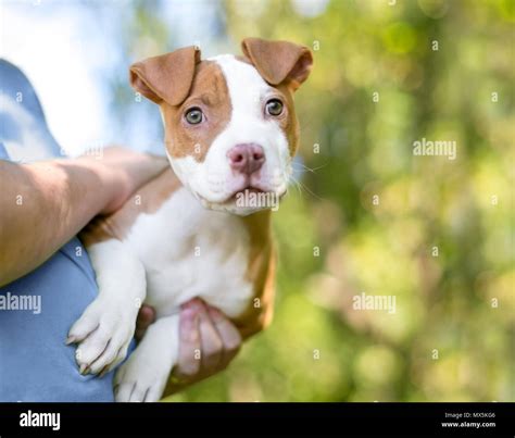 A cute red and white Pit Bull Terrier mixed breed puppy in the arms of ...