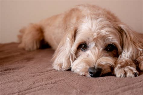 Maltipoo Lifespan & Tips For Increasing Its Life Expectancy