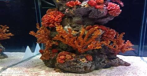 Sea Life Bangkok Ocean World Is Thailand's Best Aquarium