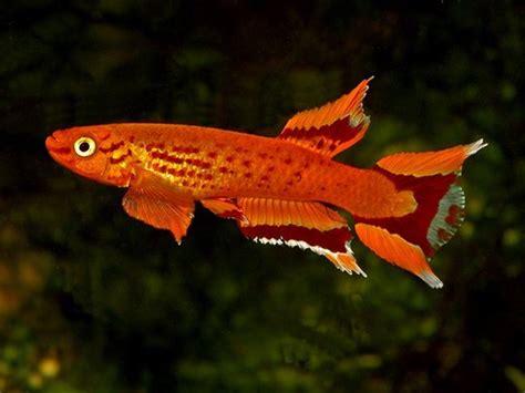 Aphyosemion australe (Orange) photo