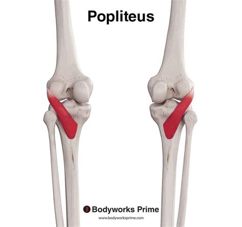 https://bodyworksprime.com/wp-content/uploads/popliteus-posterior-view.jpg