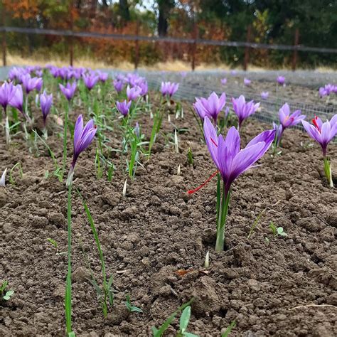 Growing Saffron Flower | Saffron Crocus Guide | HGTV