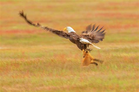 How Do Eagles Kill Rabbits