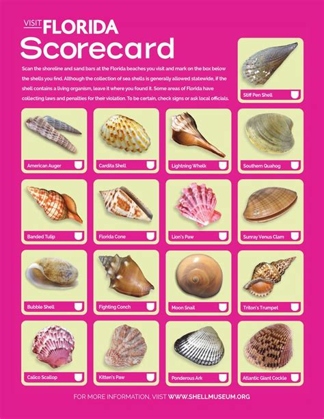 Shell Types 的图像结果