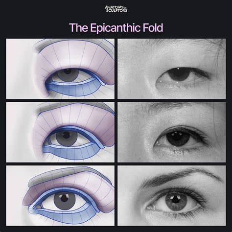 ArtStation - The Epicanthic fold