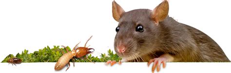 Home | Indiana Pest Management | Indiana Pest Control | Indiana Pest ...