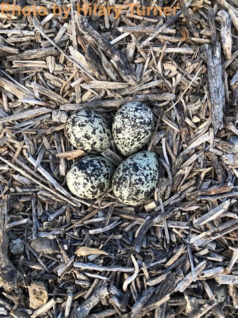 Killdeer - East Cascades Bird Alliance