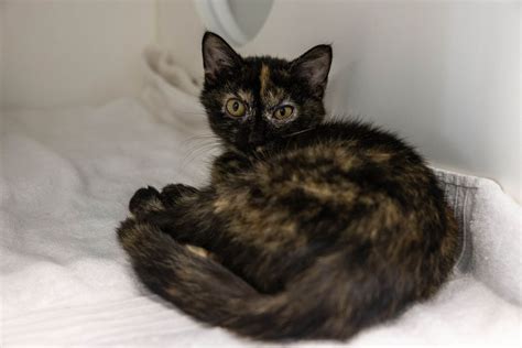 Cats at the Guilford County Animal Shelter