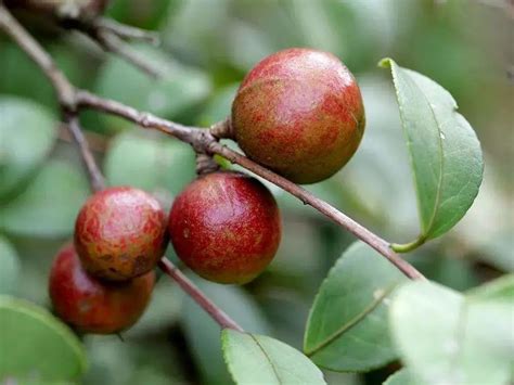 油茶优树-南荣油茶,油茶树(第2页)_大山谷图库