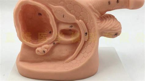 Image result for Male Reproductive System Anatomical Model