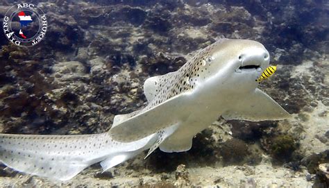 Diving Failure 的图像结果