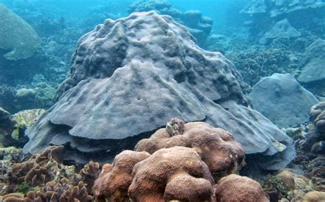El coral más común del Caribe sobrevivió a una glaciación | Ciencia ...