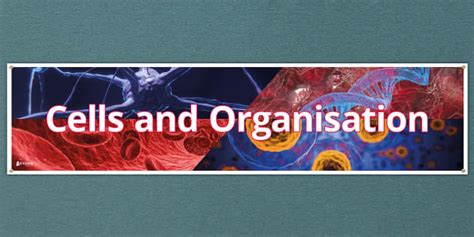 Cells and Organisation Display Banner (teacher made)