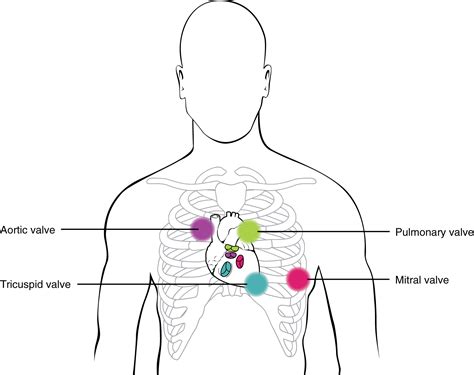 19.4: Cardiac Cycle - Medicine LibreTexts