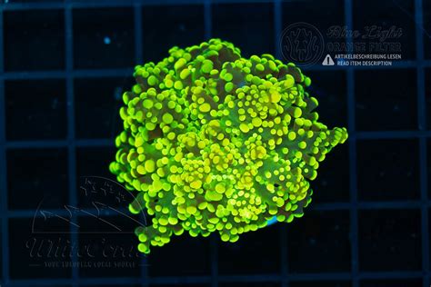 Euphyllia yaeyamaensis Yellow (Filter)-LPS3_251121_125