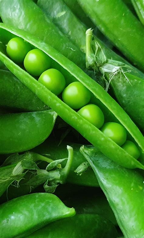 Growing Sugar Snap Peas