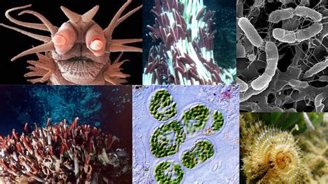 Image result for Chemosynthesis Examples