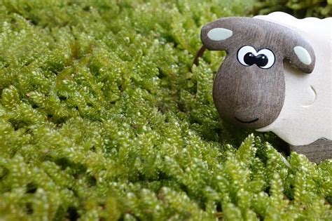 Image result for Cartoon Network Sheep