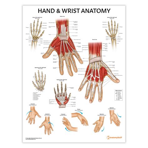 Diagram Of Hand And Wrist Assessment Of Progressive Hand And Wrist