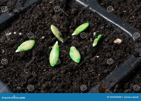 Growing Cucumbers from Seeds. Step 3 - Planting in the Ground. Stock ...