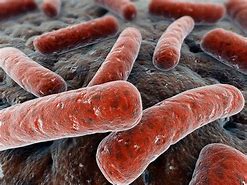 Image result for mycobacterium