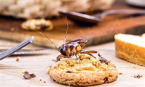 How To Stop Insect Infestations In The Kitchen? – The Better Home