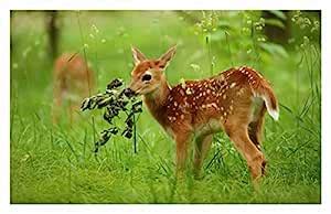 BALDAU PRINTS Animal Deer Wall Poster For Room (Gloss Laminated, 12X18 ...