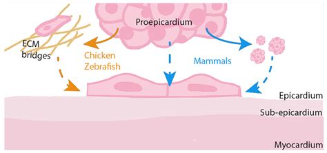 Regulation of Epicardial Cell Fate during Cardiac Development and ...