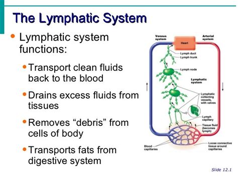 Basic Function of Lymphatic System 的图像结果