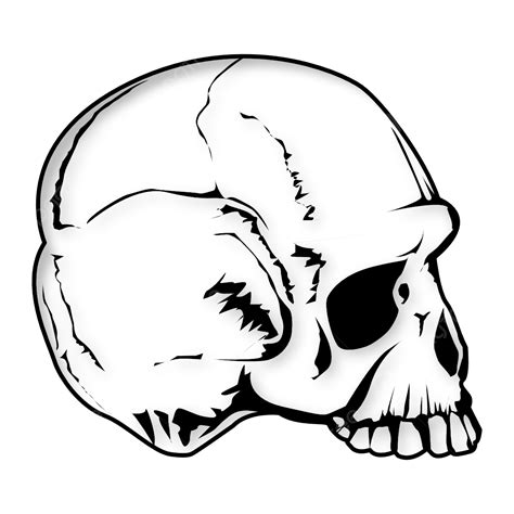 How To Draw Human Skull Side View