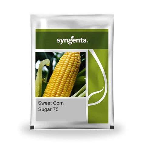 Syngenta Sugar 75 Sweet Corn Hybrid Seeds 1 Kg – Cultree India