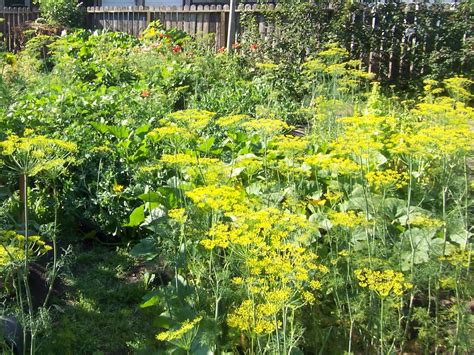 Backyard Garden : Dill. Grow it from Seed.