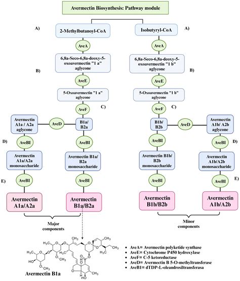 Potential of Streptomyces avermitilis: A Review on Avermectin ...