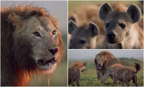 Male Lion Hyena Killer 的图像结果