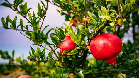 Different Varieties of Pomegranates to Grow - Southeast AgNET