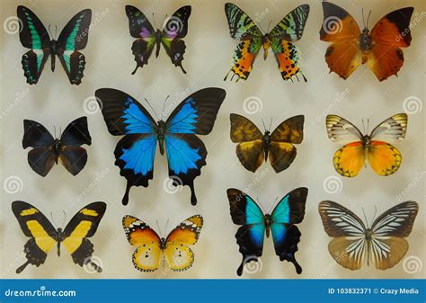 Butterfly collection stock image. Image of animal, distinctive - 103832371