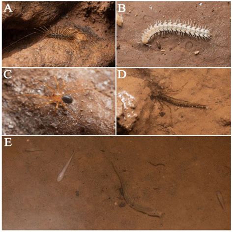 Topo 的图像结果