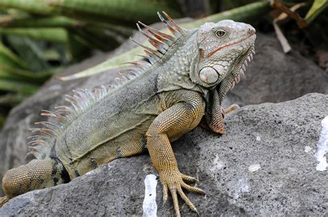 Iguana Attack 的图像结果