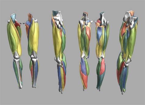 Image result for Muscle and Motion.com