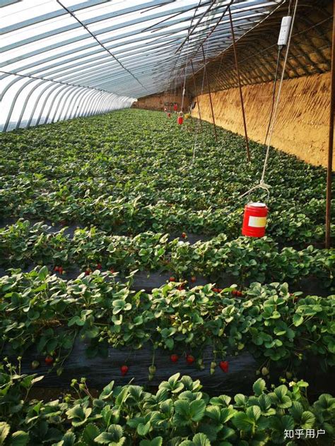 冬天大棚的草莓是不是比春天草莓园的草莓，农药含量低呢？ - 知乎
