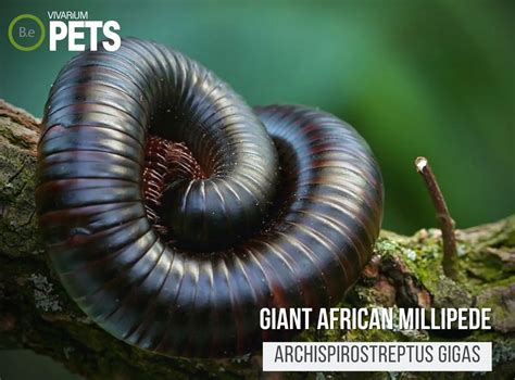 Caring For Giant African Millipede |Archispirostreptus Gigas